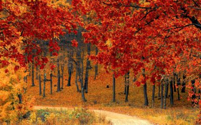 Der Herbst – Das Metallelement