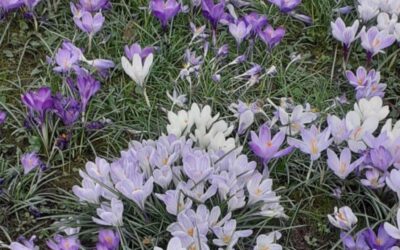 Der Frühling – das Holzlement